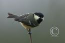 Coal Tit.